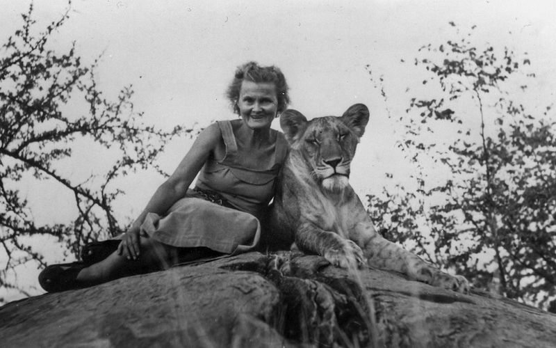 Elsa The Lioness
