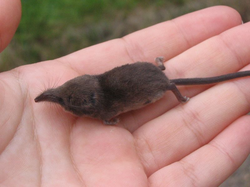 Etruscan Shrew: Lightning-Fast Heartbeats
