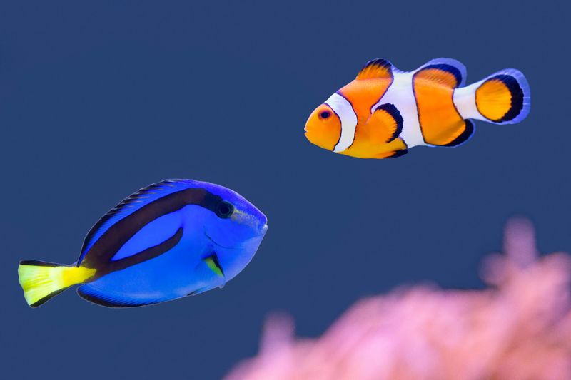 Dory's Forgetful Fish Family