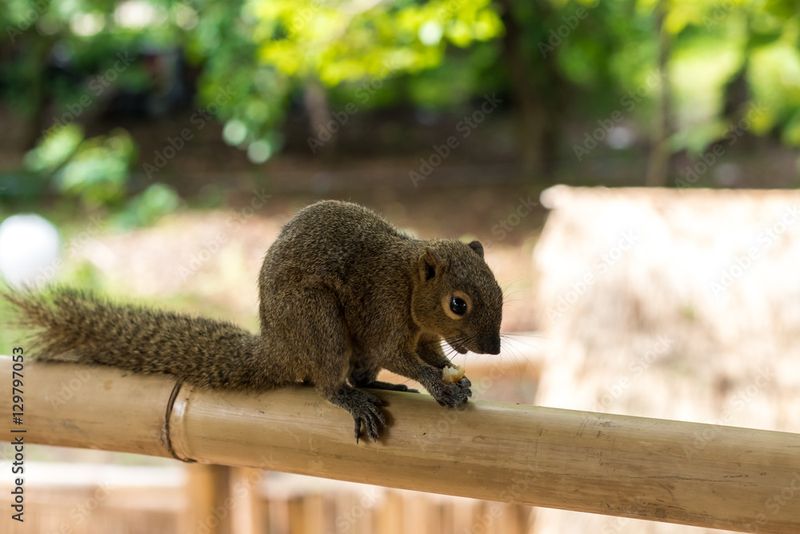 Squirrels