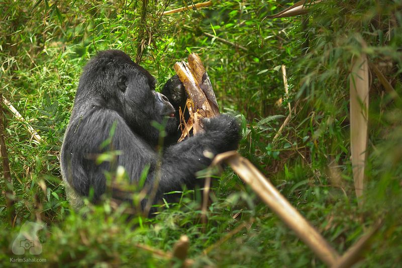 Mountain Gorillas