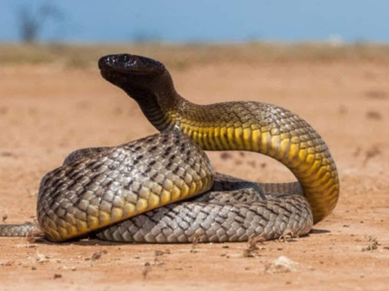 Yellow-Bellied Taipan