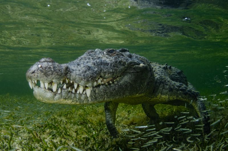 How McGill University And Mexican Scientists Collaborated On The Discovery