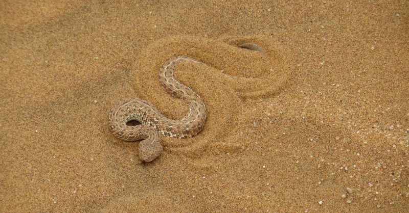 Sidewinder Rattlesnake (Crotalus Cerastes)