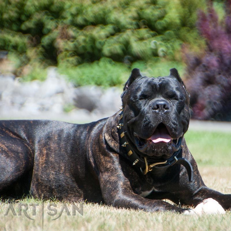 Cane Corso: The Roman War Dog