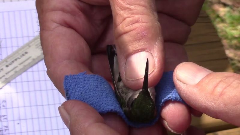 Only Trained Experts Are Allowed To Band Hummingbirds