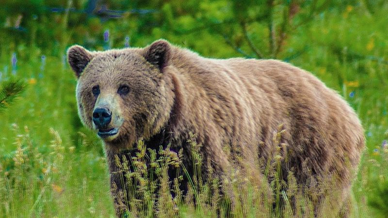 Jasper National Park: Wilderness Corridor