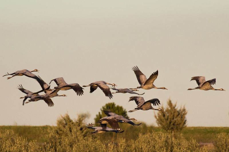 Common Crane