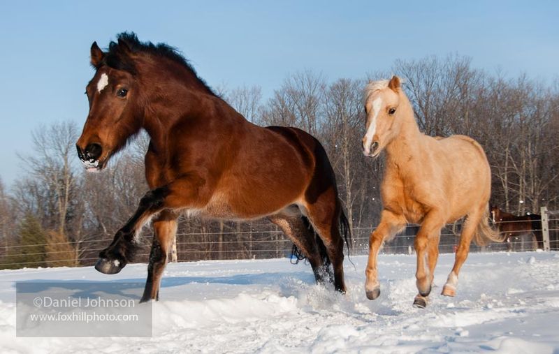 Equine Friendships