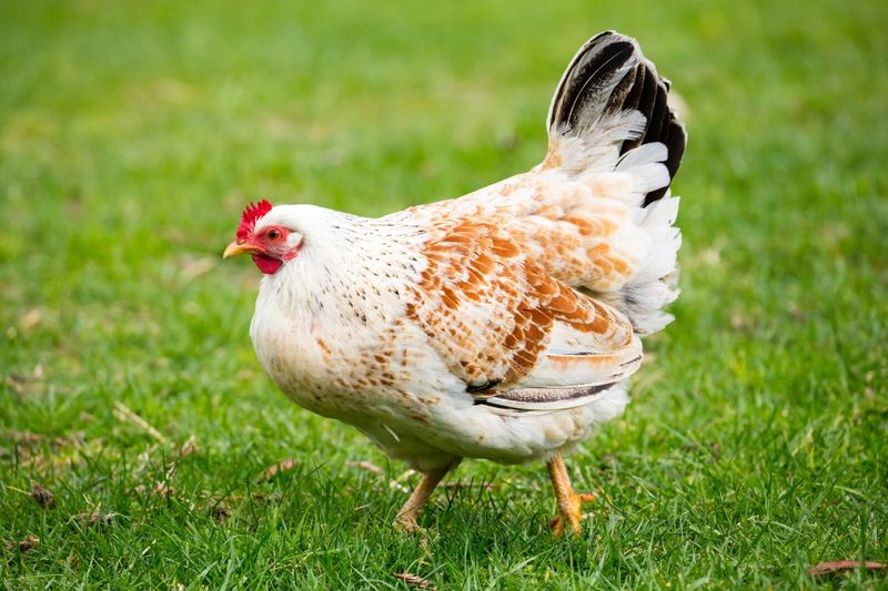 Heritage Chickens: Named Personalities With Feathers