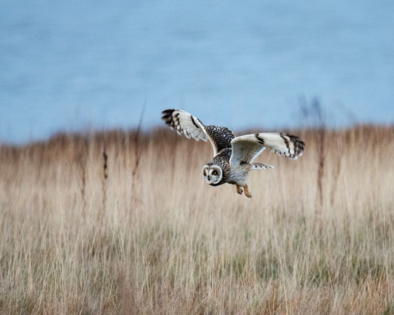 Short-eared Owl