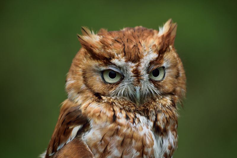 Eastern Screech Owl