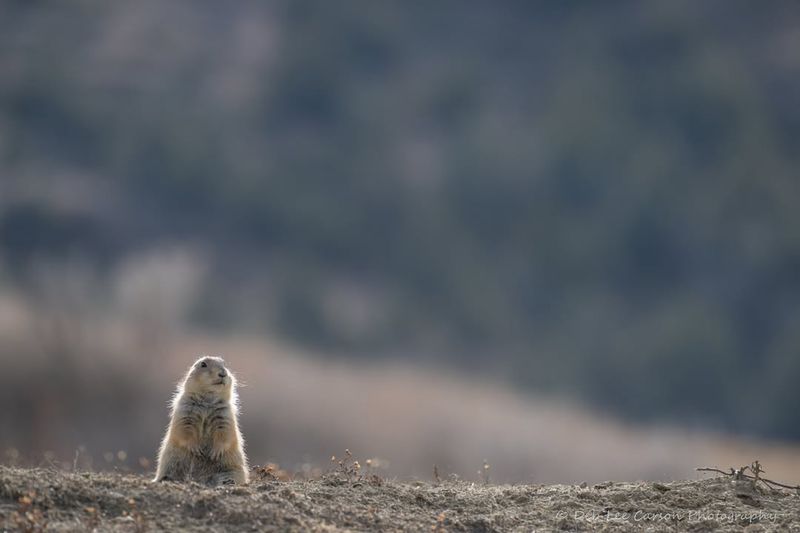 Prairie Dog Colonies In Main Street