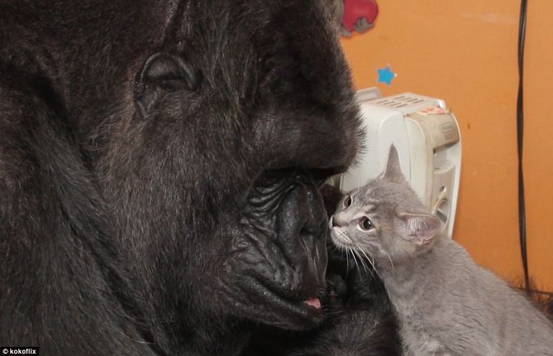 Gorillas Mothering Kittens