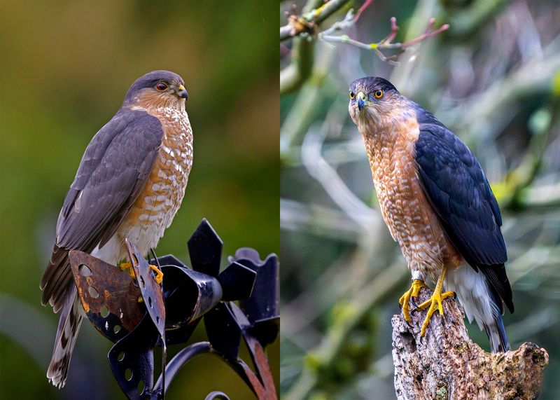 Cooper's Hawk vs. Sharp-shinned Hawk - The Backyard Confusion