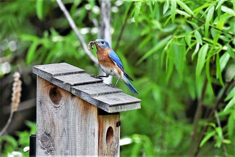 Eastern Bluebirds: Colorful Backyard Protectors