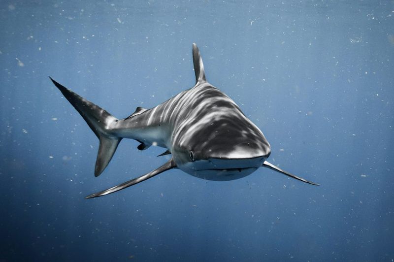 Bull Shark