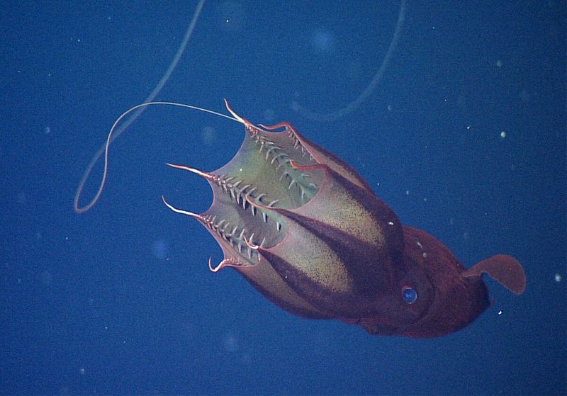 Vampire Squid: Not A Vampire, Not A Squid