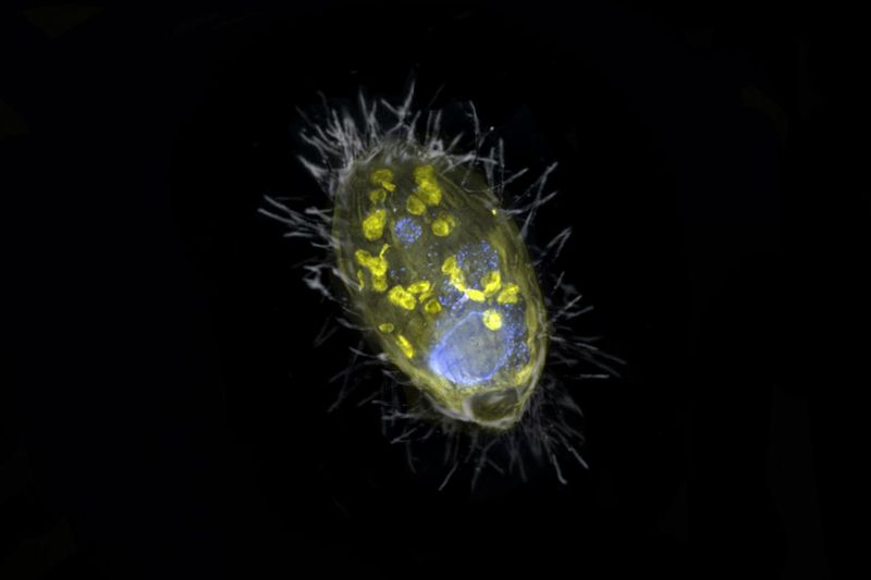 Relationship With Bacteria