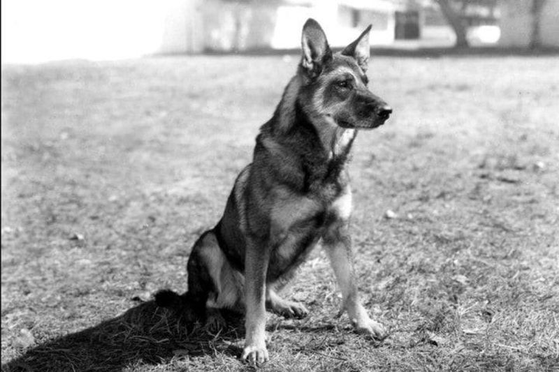 Rin Tin Tin: Hollywood's Canine Superstar