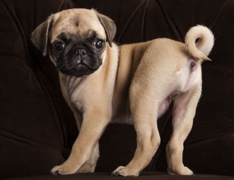 Pug