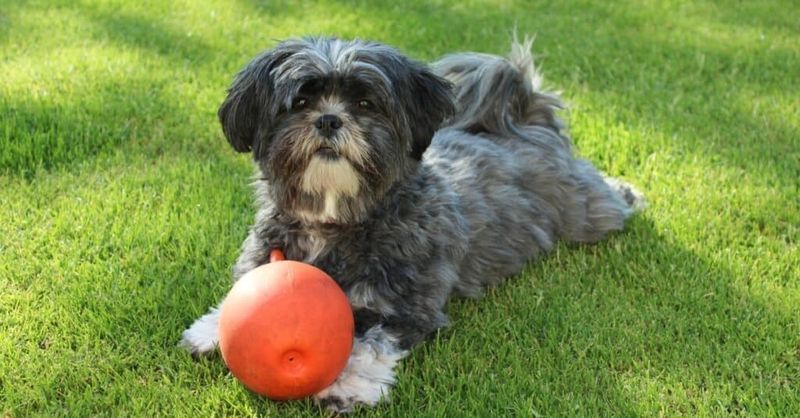 Lhasa Apso