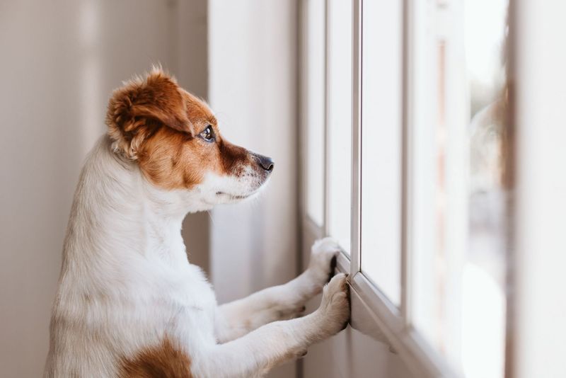 Jack Russell Terrier