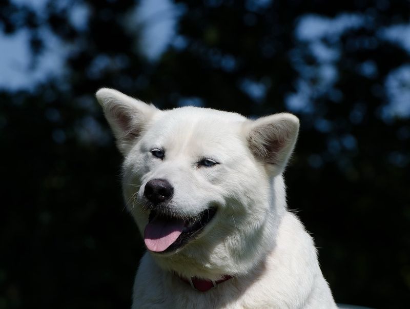 Akita Cross: The Respectful Guardian
