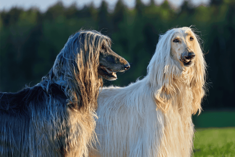Afghan Hound: The Aristocratic Soul