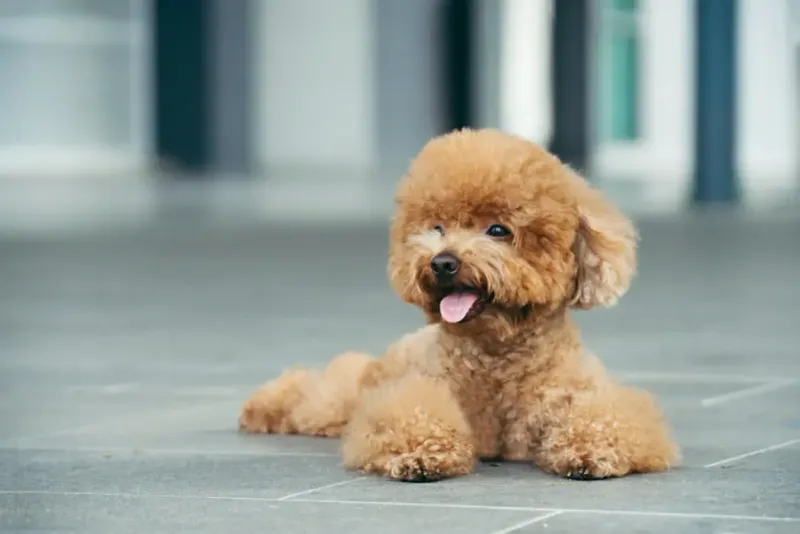 Miniature Poodles