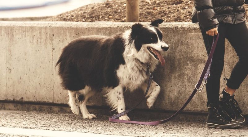 Leash Walking Without Pulling