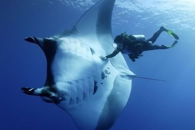 Giant Oceanic Manta Ray - The Sea's Winged Wonder