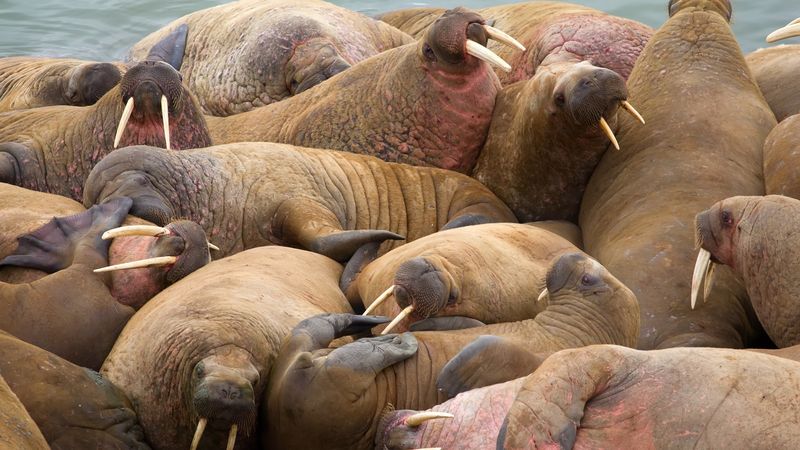 Walruses: The Walking Sea Beast