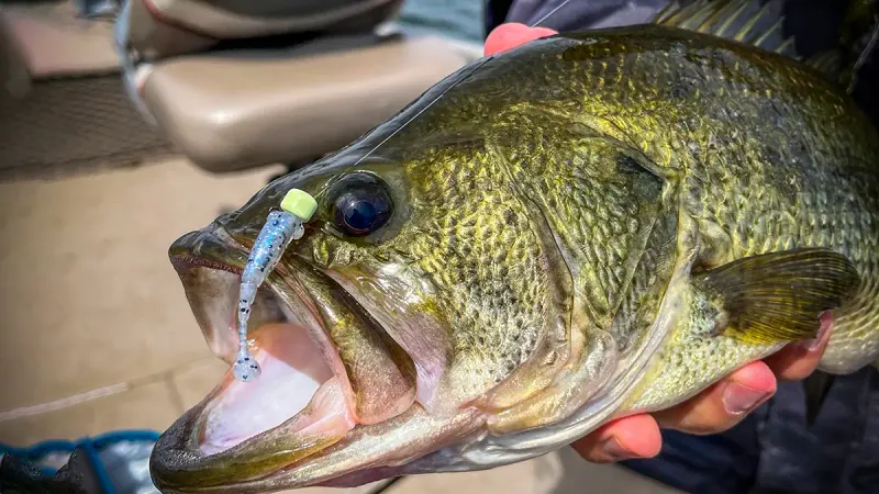 Bigger Lures Always Catch Bigger Bass