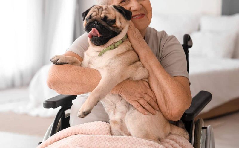 Pug – The Comical Companion