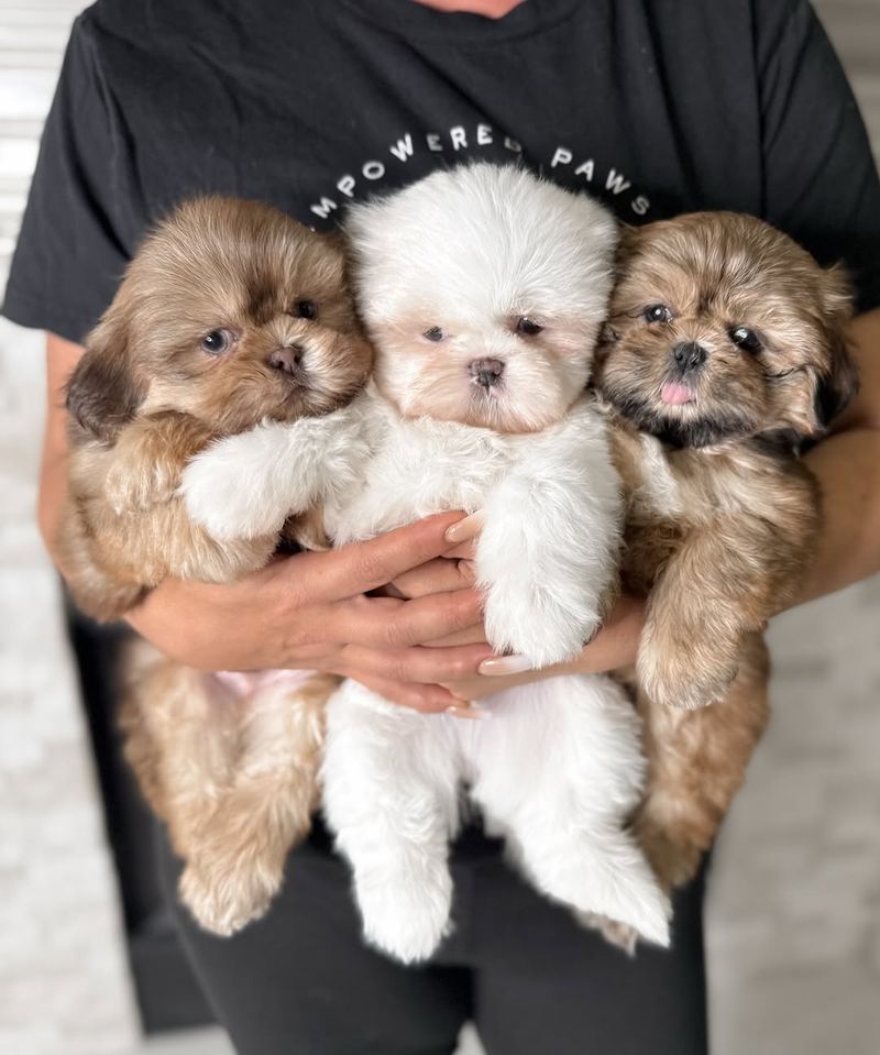 Shih Tzu