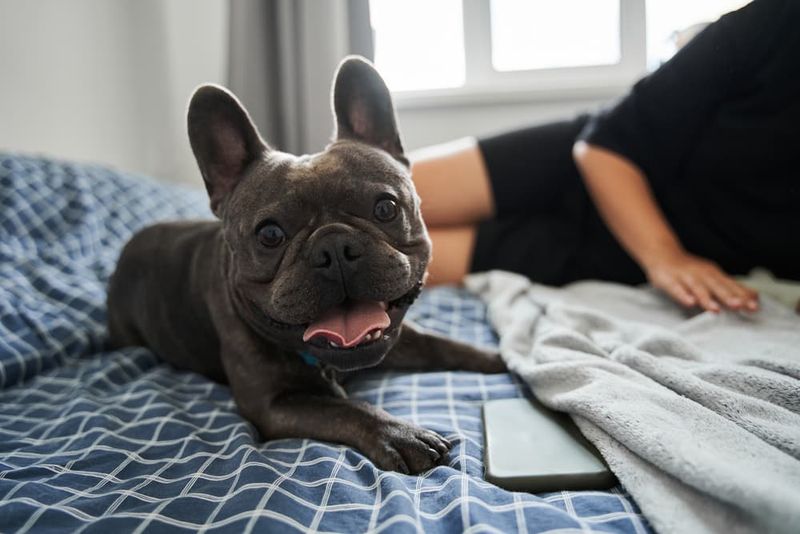 French Bulldog: Apartment-Sized Comfort Specialists
