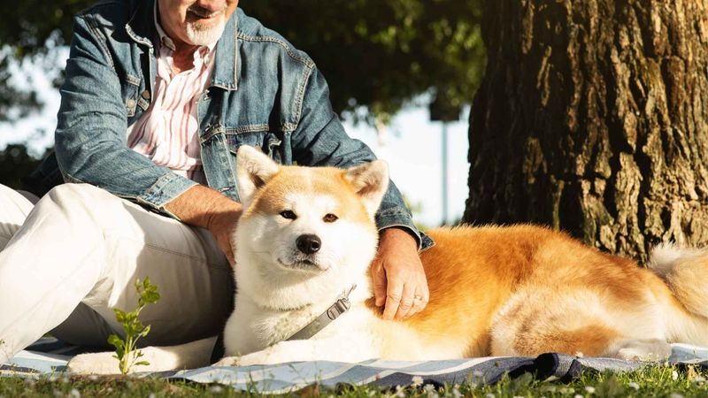 Shiba Inu: The Independent Spirit