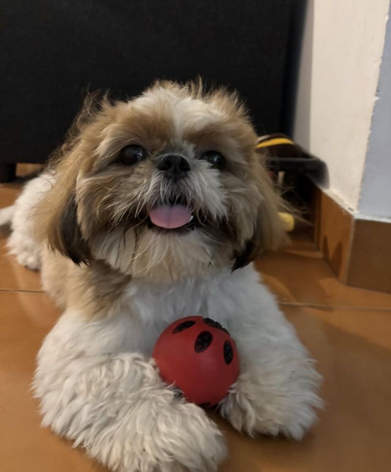 Shih Tzu