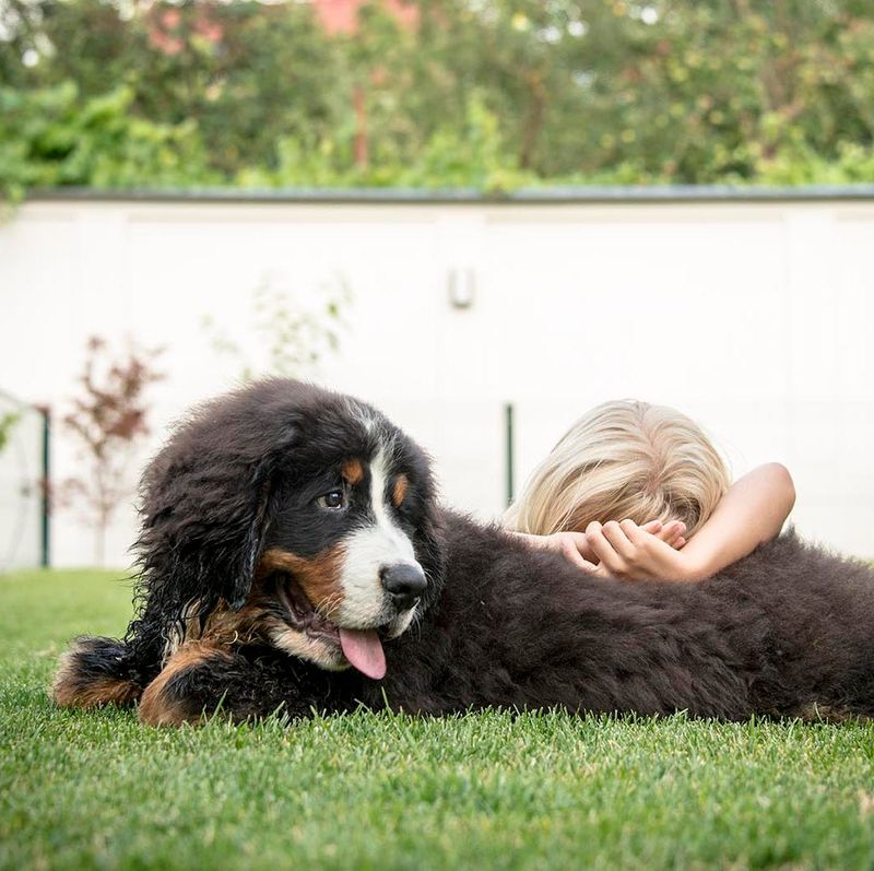 Bernese Mountain Dogs