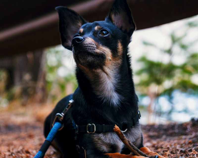 Chihuahuas: Size Disparity Dangers