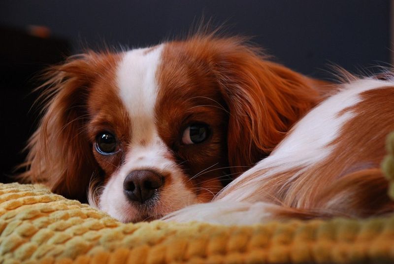 Cavalier King Charles Spaniels Seek Royal Protection