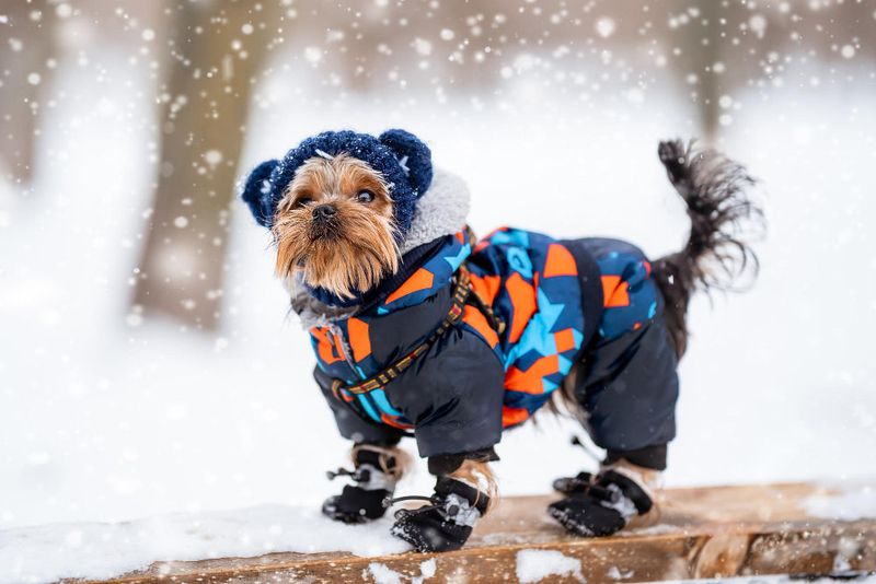 Yorkshire Terriers: Tiny Titans With Minimal Insulation
