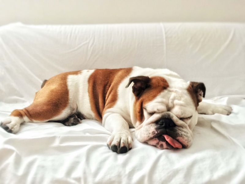 Bulldogs: The Couch Commandos