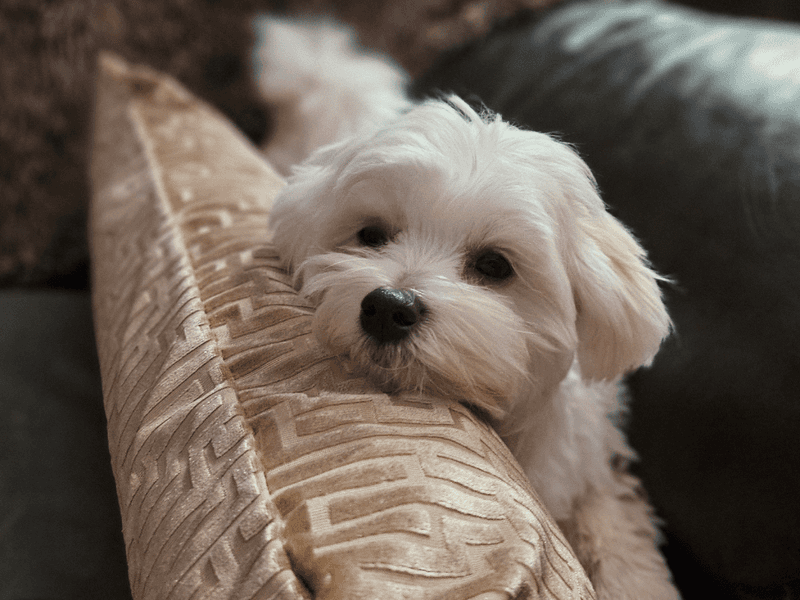 Maltese: Delicate Lapdogs With Noise Aversions