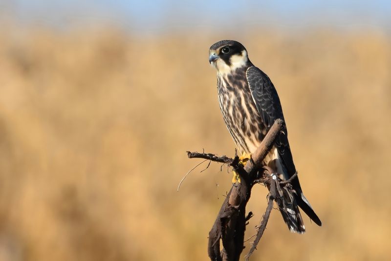 Eurasian Hobby: Swift Hunter