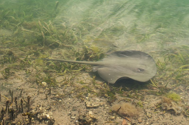 Chupare Stingray's Riverine Adventures