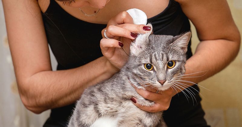 Ear Cleaning Protocol