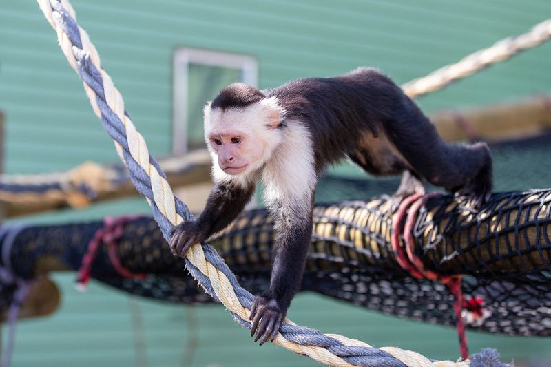 Monkey Business