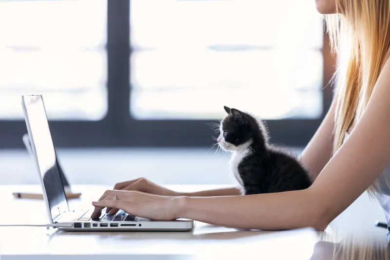 The Work-From-Home Assistant